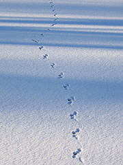 Marter track in snow